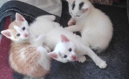 Katzenfreunde aufgepasst: Diese süßen Fellnasen suchen ein neues Zuhause
