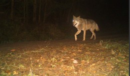 Wolfs-DNA nachgewiesen: Gerissenes Schaf und Kalb in Osthessen