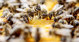 Vier Bienenvölker vergiftet  - 1.000 Euro Schaden - Polizei sucht Zeugen