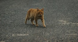 Auf der Autobahn: Katze aus fahrendem Auto geworfen und überrollt