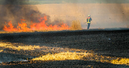 Komplettes Feld abgebrannt: Feuerwehr verhindert Übergreifen auf Wald