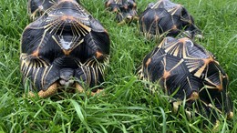 Zum Weltschildkrötentag: Über ein artgerechtes Leben der beliebten Haustiere