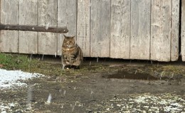 Freilebende Katzen: Streuner melden, um aktiv Tierleid zu verhindern