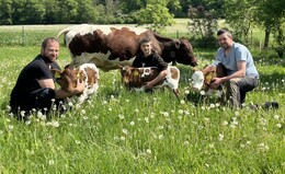 Wunder-Kuh aus der Rhön bringt Drillinge auf die Welt