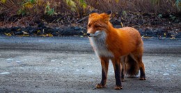 In den frühen Morgenstunden: Fuchs auf Fahrbahn - Pkw landet im Acker