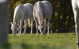 Unbekannte verletzten Pferde im Genitalbereich