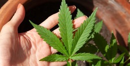 Cannabis-Gesetz spaltet: "Politischer Fehler" bis "Kehrtwende in Drogenpolitik"
