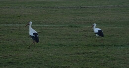 How nice!  The Herbstein stork couple is back  once more