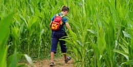 Auf dem "FuldaAcker": Maislabyrinth lässt Entdeckerherz höher schlagen