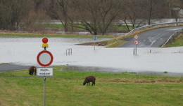 Überflutete Fulda: Paradies für Enten, Horror für Autofahrer