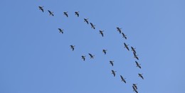 Beobachtung des Vogelzugs im Frühjahr - Enten, Gänse und Watvögel
