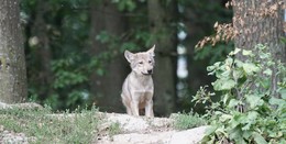 In Wildflecken: Vier Wolfswelpen tappen in die Videofalle