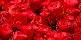 "Dicke Blumenköpfe und rosa Rosen" - Die Muttertag-Trends in der Blumenwelt