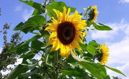 Und noch höher: Riesensonnenblumen mit 4,72 m! Noch mehr Leserbilder