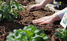 Gartentherapeut: "Corona hat Menschen die Natur wieder schätzen lassen"