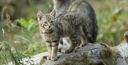 Wildkätzchen im Wald lassen – Achtung: Junge Wildkatzen im Wald