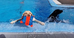 Tierisches Vergnügen in der Ulsterwelle: 2. Hundeschwimmen ein voller Erfolg