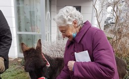 Wenn plötzlich ein Esel im Garten steht - Tierischer Besuch in Senioreneinrichtung