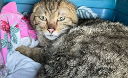 Mit einer Portion Glück: Europäische Wildkatze wieder zurück im Revier