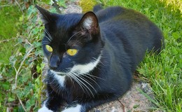 Katze Lola seit Sonntag schmerzlich vermisst: Wer hat sie gesehen?