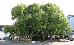 Am Sonntag: Hilfsaktion für den wohl ältesten Baum Deutschlands