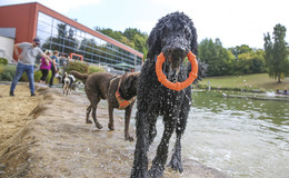 Was eine Poolparty im Fritz Kunze-Bad: Über 100 Hunde genießen den Sonntag