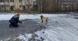 Hund im Bereich Waldschlösschen entdeckt - Spaziergänger ruft Stadtpolizei