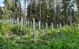 Waldpflege und Waldanbau sind wichtige Aufgaben