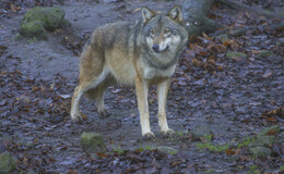 Der Wolf in unseren Wäldern: "Respekt und Umsicht ja, Hysterie nein"
