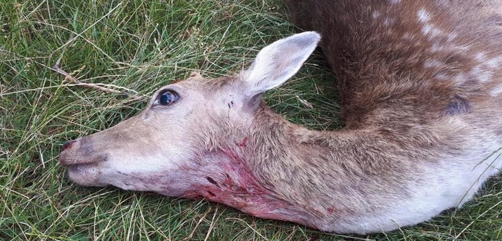 Sechs Tiere von Familie Hauck wurden Anfang Juli bei Dermbach-Diedorf in einem Gehege getötet