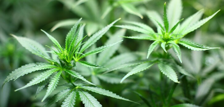 Rund 50 Marihuana-Pflanzen wurden bei einer Durchsuchung in Alheim sichergestellt.