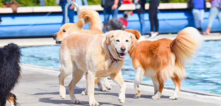 Das war ein Spaß für Hund und Herrchen gleichermaßen: Hundeschwimmen im Nichtschwimmerbecken des Alsfelder Erlenbads. Auch die zweite Auflage war ein Erfolg.