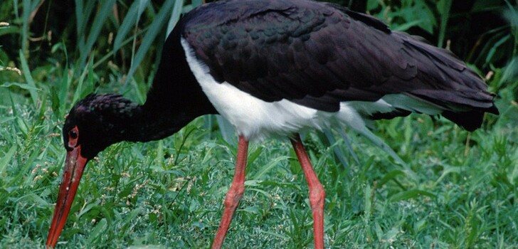 Der Schwarzstorch gehört auch zu den gefährdeten Vogelarten in Hessen (Symbolbild)