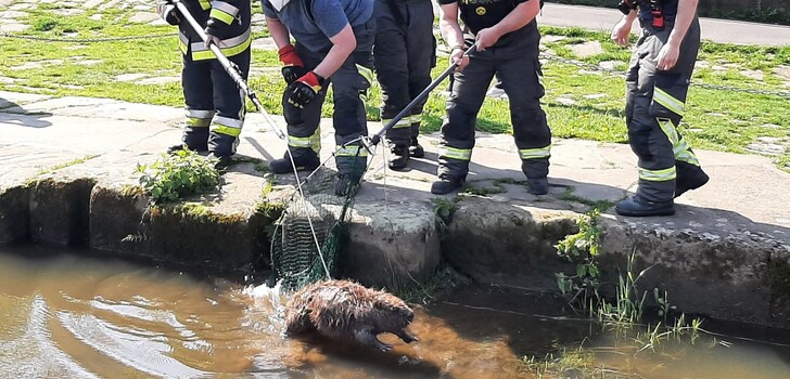 Die Feuerwehr konnte den Biber aus der Schleuse befreien und in die Fulda entlassen.