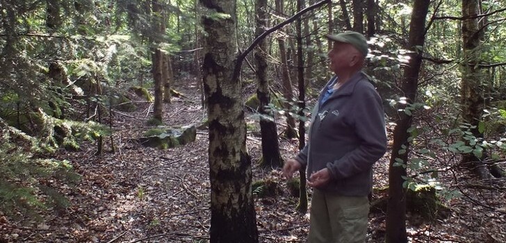 Baumartenpionier Otto Karl Nies in dem kleinen Nordamerikanischen Gelbbirkenbestand.