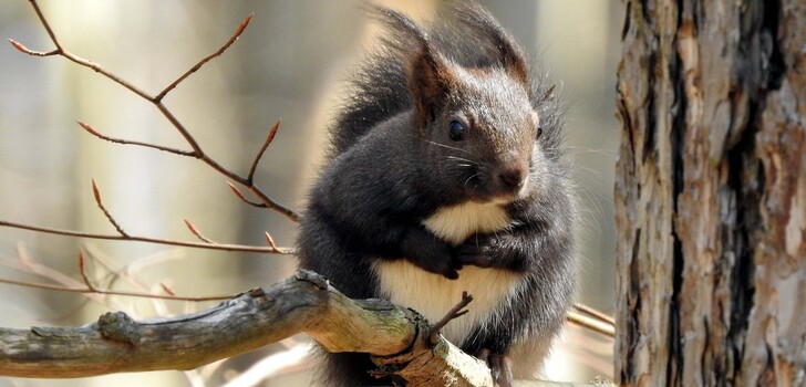 Ok, kein ideales Vorbild: Das Eichhörnchen bewegt sich im Winter kaum, dafür frisst es, was es finden kann...