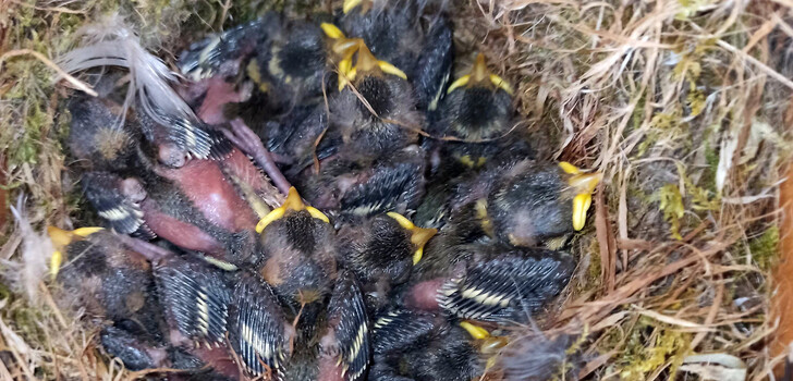 Schon das zweite Jahr in Folge kann sich Familie Reymond aus Hohenroda-Ransbach über üppigen Blaumeisen Nachwuchs im Nistkasten freuen.