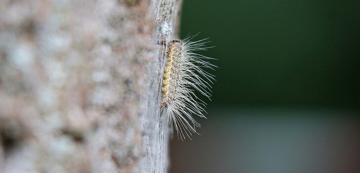 Im dritten Larvenstadium (Mai und Juni) entwickeln die Insekten mit Widerhaken versehene Brennhaare, die dem Menschen und auch Haustieren gefährlich werden können.