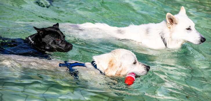 Jede Menge Spaß bei der feucht-fröhlichen Schwimmbadparty hatten Hund und Herrchen bzw. Frauchen am Welthundetag im Alsfelder Freibad.