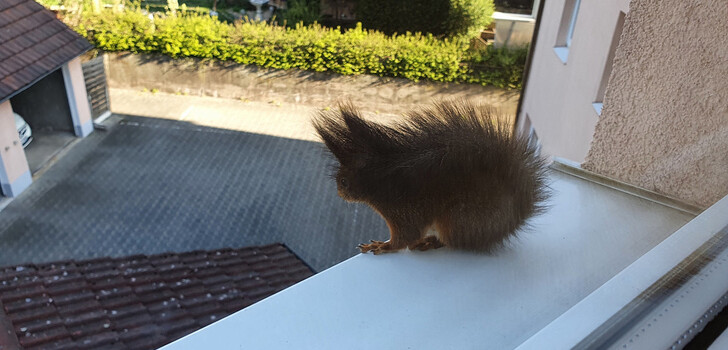 "Speedy" wird das Eichhörnchen von Thomas Müller und seinem Team genannt. Wenn man es weiß, erkennt man, dass es den Schwanz über den Kopf gelegt hat.