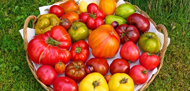"Hallo, diese Tomatenvielfalt gibt es in meiner Nachbarschaft. Sigi Schneemann ist eine passionierte Tomaten Züchterin und testet immer wieder aufs neue alte Sorten von Tomaten, um dem Aussterben derselben vorzubeugen. Das ergibt dann eine solche bunte Mischung. Mit freundlichen Grüßen Horst Roth, 36287 Breitenbach-Machtlos"